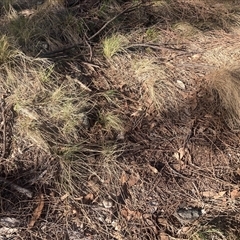 Nassella trichotoma (Serrated Tussock) at Hackett, ACT - 3 Jun 2025 by PeterMiller4722