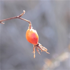Rosa rubiginosa (Sweet Briar, Eglantine) at Murrumbateman, NSW - 17 Mar 2025 by ConBoekel