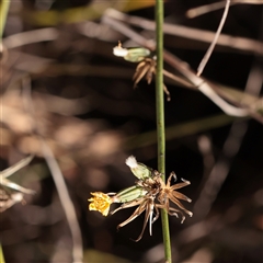 Chondrilla juncea (Skeleton Weed) at Murrumbateman, NSW - 17 Mar 2025 by ConBoekel