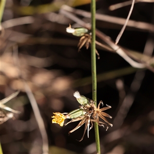 Unverified Daisy at Murrumbateman, NSW - 17 Mar 2025 by ConBoekel