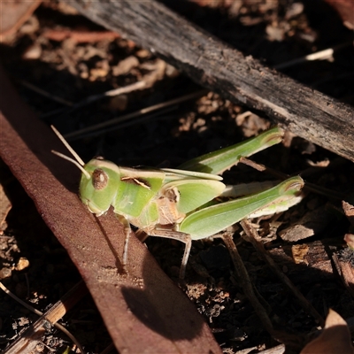 Oedaleus australis (Australian Oedaleus) at Murrumbateman, NSW - 17 Mar 2025 by ConBoekel