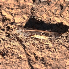 Oedaleus australis (Australian Oedaleus) at Murrumbateman, NSW - 17 Mar 2025 by ConBoekel
