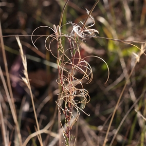 Unverified Other Wildflower or Herb at Murrumbateman, NSW - 17 Mar 2025 by ConBoekel