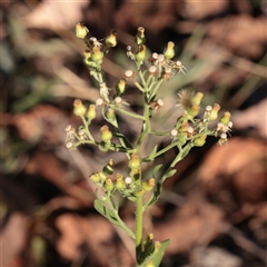 Erigeron sp. (Fleabanes) at Murrumbateman, NSW - 17 Mar 2025 by ConBoekel