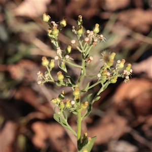Unverified Daisy at Murrumbateman, NSW - 17 Mar 2025 by ConBoekel