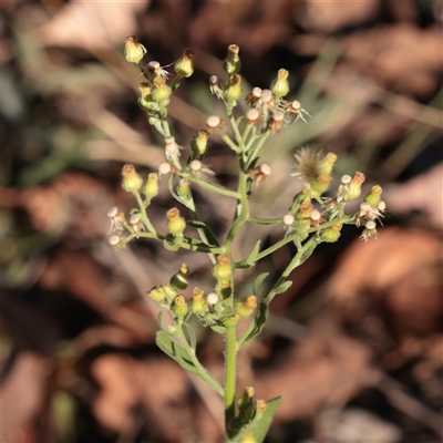 Erigeron sp. (Fleabanes) at Murrumbateman, NSW - 17 Mar 2025 by ConBoekel