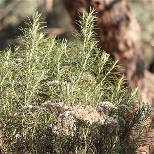 Unverified Other Shrub at Murrumbateman, NSW - 17 Mar 2025 by ConBoekel