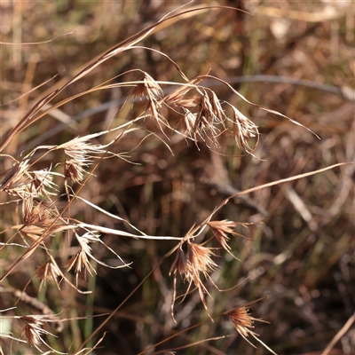 Themeda triandra (Kangaroo Grass) at Murrumbateman, NSW - 17 Mar 2025 by ConBoekel