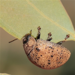 Unverified Leaf beetle (Chrysomelidae) at Murrumbateman, NSW - 17 Mar 2025 by ConBoekel