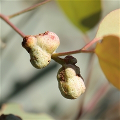 Unverified Unidentified Insect Gall at Murrumbateman, NSW - 17 Mar 2025 by ConBoekel