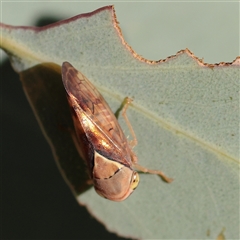 Brunotartessus fulvus (Yellow-headed Leafhopper) at Murrumbateman, NSW - 17 Mar 2025 by ConBoekel