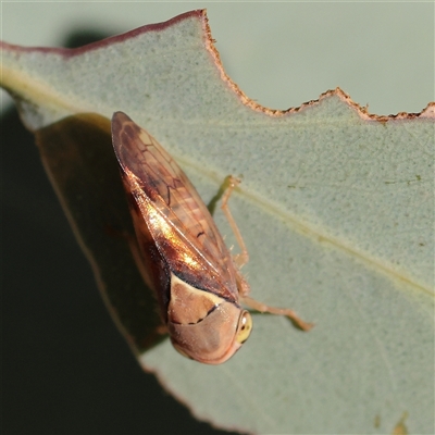 Brunotartessus fulvus (Yellow-headed Leafhopper) at Murrumbateman, NSW - 17 Mar 2025 by ConBoekel