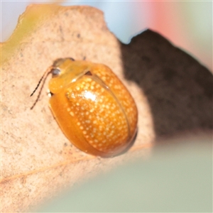 Unverified Leaf beetle (Chrysomelidae) at Murrumbateman, NSW - 17 Mar 2025 by ConBoekel