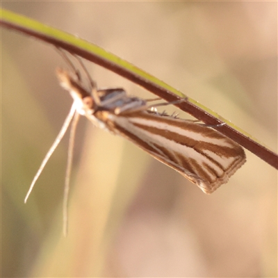 Hednota grammellus (Crambinae) at Murrumbateman, NSW - 17 Mar 2025 by ConBoekel