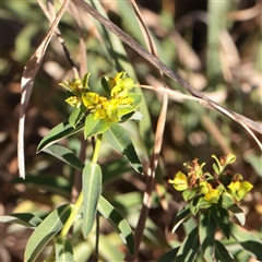 Euphorbia oblongata (Egg-leaf Spurge) at Murrumbateman, NSW - 17 Mar 2025 by ConBoekel