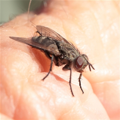 Unverified True fly (Diptera) at Murrumbateman, NSW - 17 Mar 2025 by ConBoekel