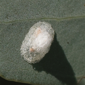 Glycaspis sp. (genus) at Murrumbateman, NSW - 17 Mar 2025 by ConBoekel