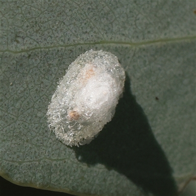 Glycaspis sp. (genus) (Unidentified sugary lerp) at Murrumbateman, NSW - 17 Mar 2025 by ConBoekel
