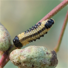Paropsis atomaria (Eucalyptus leaf beetle) at Murrumbateman, NSW - 17 Mar 2025 by ConBoekel