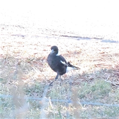 Gymnorhina tibicen (Australian Magpie) at Murrumbateman, NSW - 17 Mar 2025 by ConBoekel