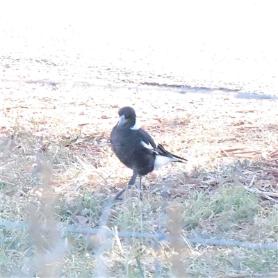 Gymnorhina tibicen (Australian Magpie) at Murrumbateman, NSW - 17 Mar 2025 by ConBoekel