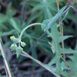 Unverified Other Wildflower or Herb at Murrumbateman, NSW - 17 Mar 2025 by ConBoekel