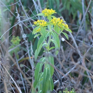 Unverified Other Wildflower or Herb at Murrumbateman, NSW - 17 Mar 2025 by ConBoekel