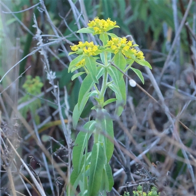 Euphorbia oblongata (Egg-leaf Spurge) at Murrumbateman, NSW - 17 Mar 2025 by ConBoekel