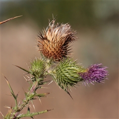 Cirsium vulgare (Spear Thistle) at Murrumbateman, NSW - 17 Mar 2025 by ConBoekel