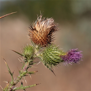 Unverified Other Wildflower or Herb at Murrumbateman, NSW - 17 Mar 2025 by ConBoekel