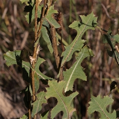Lactuca serriola (Prickly Lettuce) at Murrumbateman, NSW - 17 Mar 2025 by ConBoekel