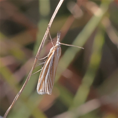 Hednota grammellus (Crambinae) at Murrumbateman, NSW - 17 Mar 2025 by ConBoekel