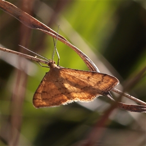 Unverified Moth (Lepidoptera) at Murrumbateman, NSW - 17 Mar 2025 by ConBoekel