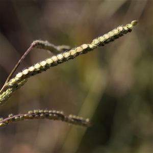Paspalum dilatatum at Murrumbateman, NSW - 17 Mar 2025 by ConBoekel