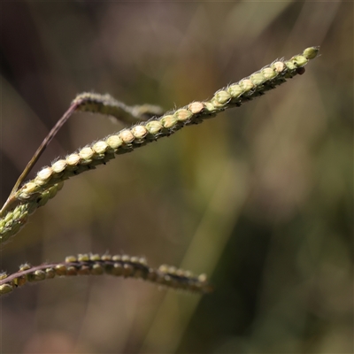 Paspalum dilatatum (Paspalum) at Murrumbateman, NSW - 17 Mar 2025 by ConBoekel