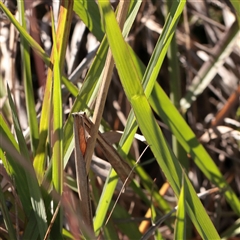 Paspalum dilatatum at Murrumbateman, NSW - 17 Mar 2025 09:19 AM
