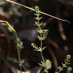 Galium sp. at Murrumbateman, NSW - 17 Mar 2025 by ConBoekel