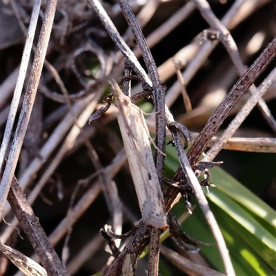 Faveria tritalis (Couchgrass Webworm) at Murrumbateman, NSW - 17 Mar 2025 by ConBoekel