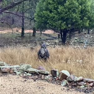 Osphranter robustus (Common Walleroo) at Bendick Murrell, NSW - Today by BCTbluebucket