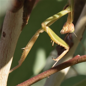 Unverified Praying mantis (Mantodea) at Murrumbateman, NSW - 17 Mar 2025 by ConBoekel