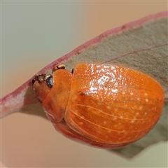 Paropsis augusta (A eucalypt leaf beetle) at Murrumbateman, NSW - 17 Mar 2025 by ConBoekel