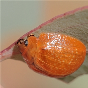 Unverified Leaf beetle (Chrysomelidae) at Murrumbateman, NSW - 17 Mar 2025 by ConBoekel