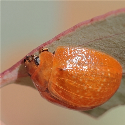 Paropsis augusta (A eucalypt leaf beetle) at Murrumbateman, NSW - 17 Mar 2025 by ConBoekel