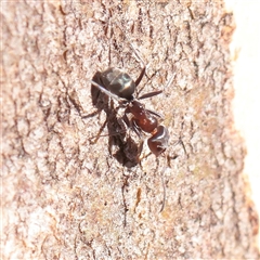 Iridomyrmex sp. (genus) (Ant) at Murrumbateman, NSW - 17 Mar 2025 by ConBoekel