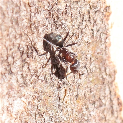 Iridomyrmex sp. (genus) (Ant) at Murrumbateman, NSW - 17 Mar 2025 by ConBoekel