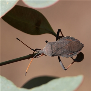 Amorbus (genus) at Murrumbateman, NSW - 17 Mar 2025 by ConBoekel