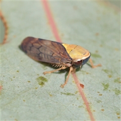 Brunotartessus fulvus (Yellow-headed Leafhopper) at Murrumbateman, NSW - 17 Mar 2025 by ConBoekel