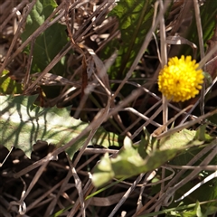 Unverified Daisy at Murrumbateman, NSW - 17 Mar 2025 by ConBoekel