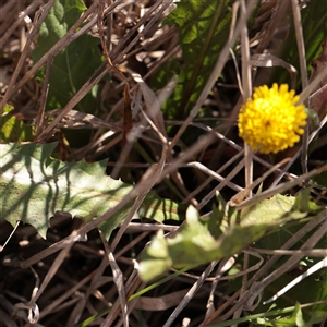 Unverified Daisy at Murrumbateman, NSW - 17 Mar 2025 by ConBoekel
