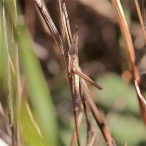 Acrida conica at Murrumbateman, NSW - 17 Mar 2025 by ConBoekel